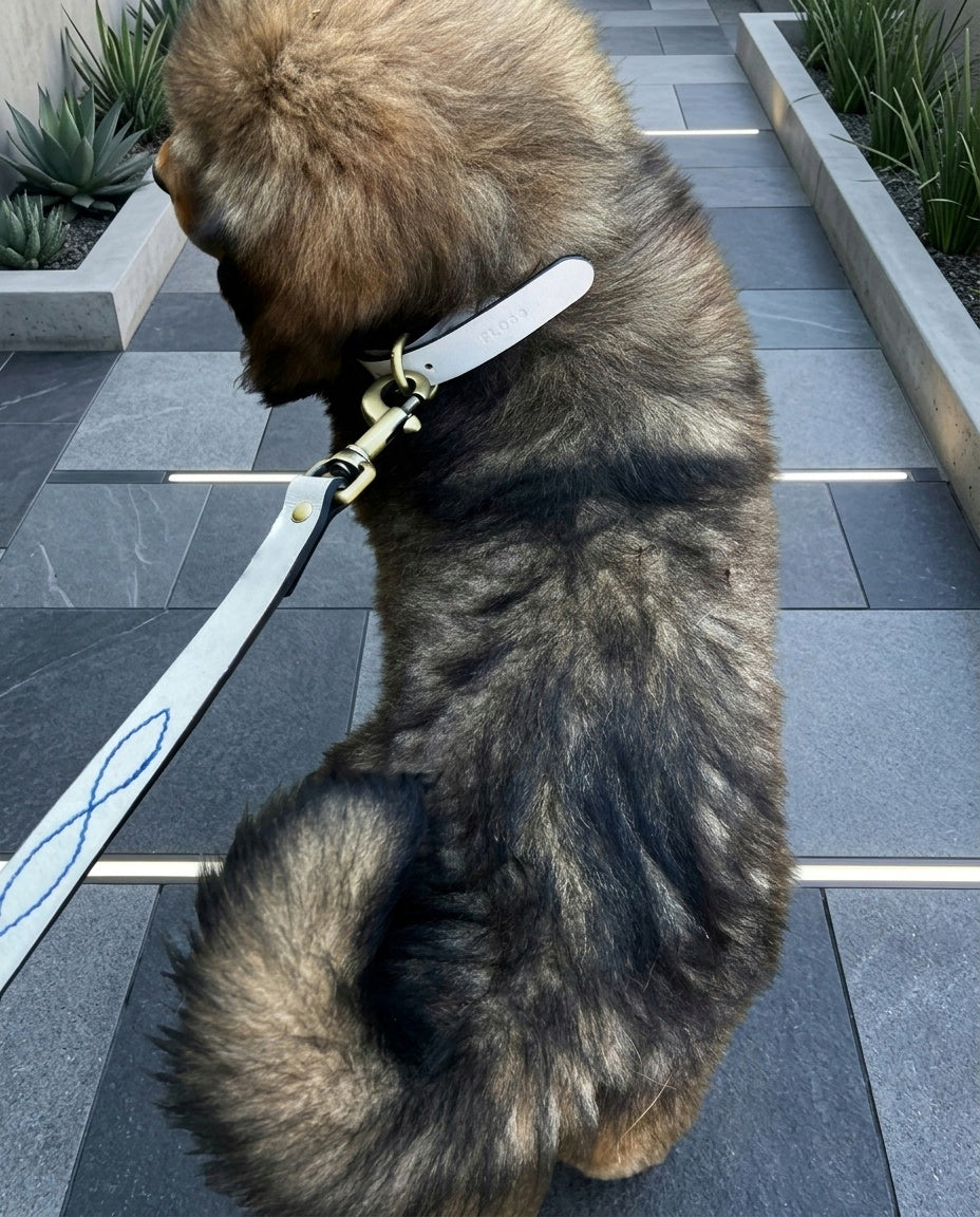 Nazar Leash & Collar Combo