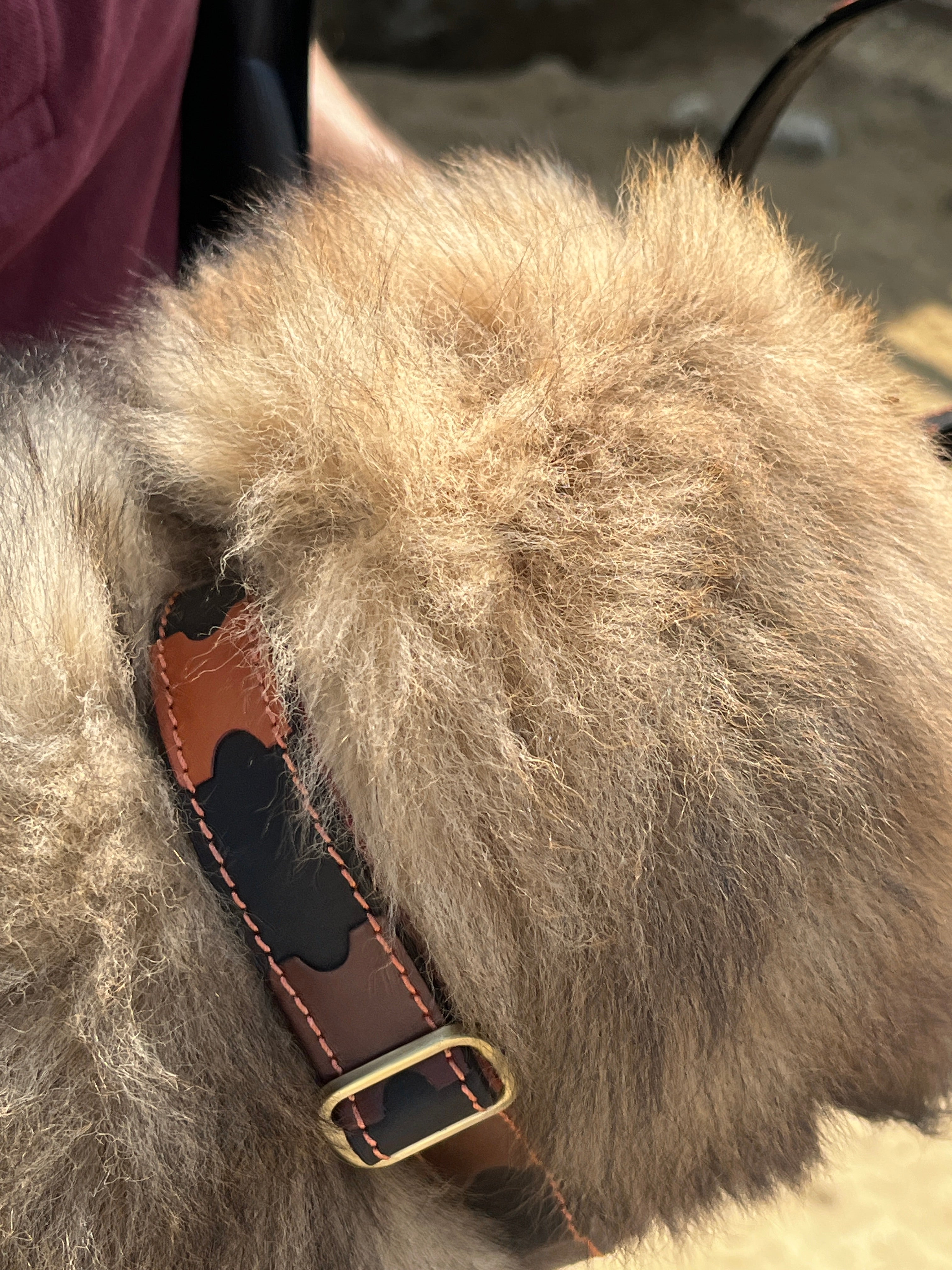 Puzzled Leash & Collar Combo