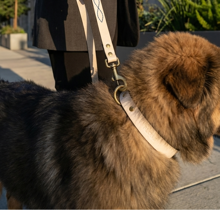 Nazar Leash & Collar Combo